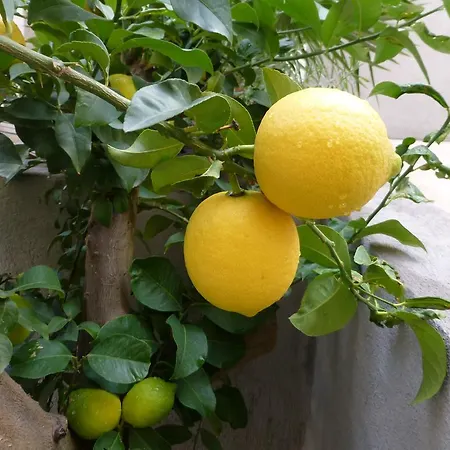 L'orangeraie Et La Palmeraie D'endoume *